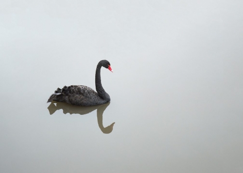 Korelasi Grab, Black Swan, dan Data Science Korelasi Grab, Black Swan, dan Data Science
